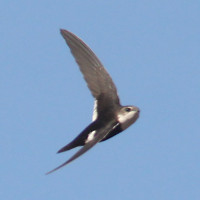 White-throated Swift